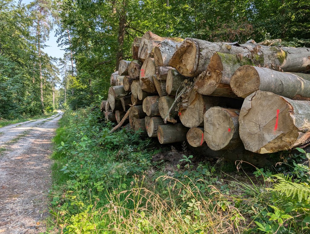 Auf dem Bild sind auf der rechten Seite Holzstämme zu einem Polter gestapelt. Auf dem Polter sind verschiedene Markierungen für die Holzerfassung. Auf der linken Seite verläuft ein Waldweg bis in den Hintergrund. Im Hintergrund sind verschiedene Bäume zu sehen.