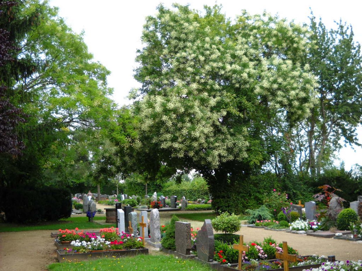 Ansicht auf den Friedhof in Burgholzhausen, Rodheimer Straße
