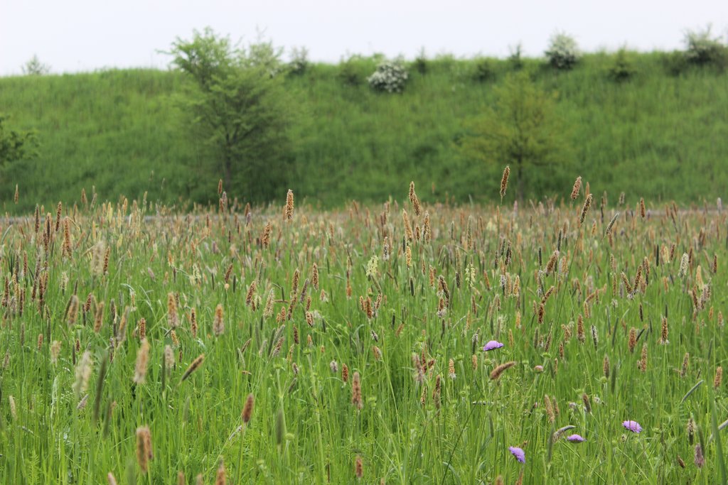 Ausgleichsfläche für die Entlastungsstraße Seulberg Südabschnitt (2023) Auf der Darstellung ist der Bewuchs nach Mahdgutübertragung zu sehen.
