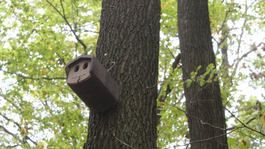 Nistkästen im Dillinger Wald (2022) Auf der Darstellung ist ein Nistkasten im Dillinger Wald zu sehen, der als Teil von Ausgleichsmaßnahmen für die Ökosiedlung angebracht wurde.