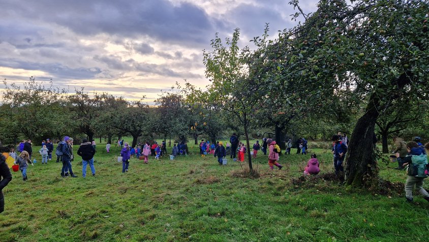 „Apfeltag 2024“ Auf der Darstellung sind Grundschulkinder beim Sammeln von Äpfeln zu sehen.