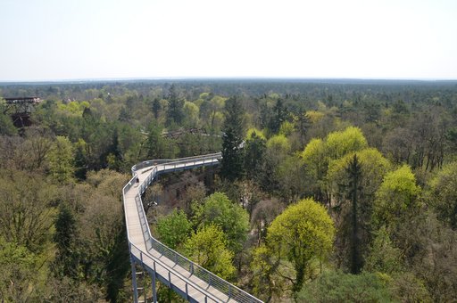 Brücke zwischen Bäumen im Baumwipfelweg