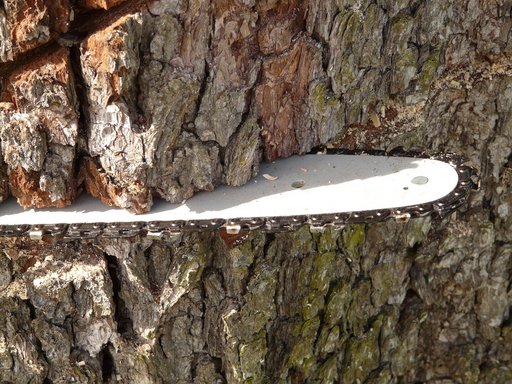 Auf dem Bild ist das Blatt einer Kettensäge zu sehen, dass in einen Baumstamm einschneidet.