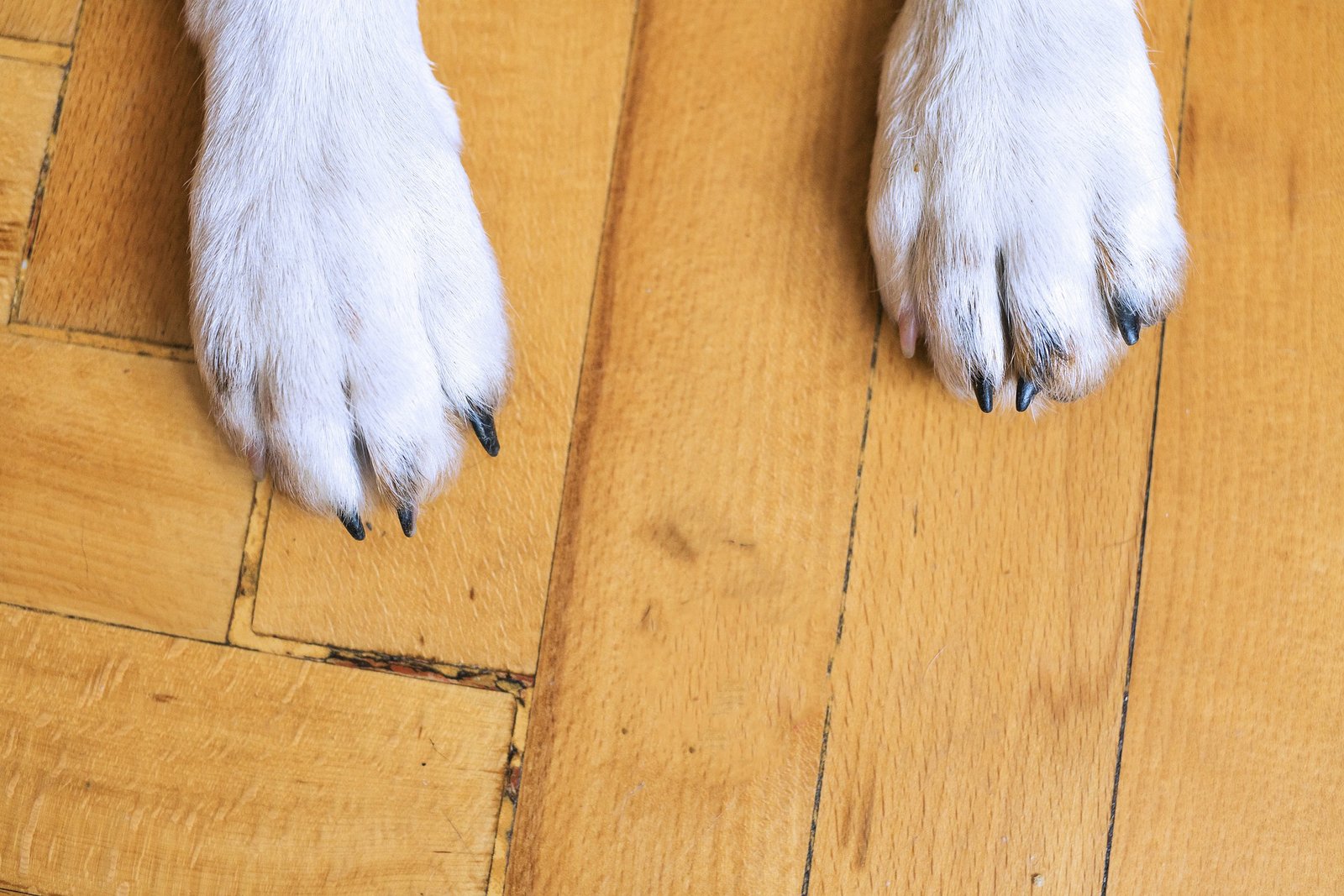 Bild von Hundepfoten