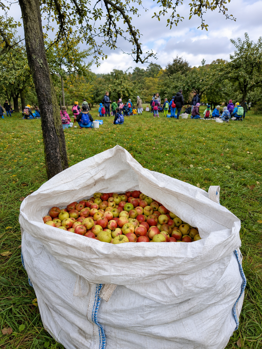 Gefüllter Sack mit Äpfeln auf einer Streuobstwiese, im Hintergrund sammeln Kinder und Erwachsene Äpfel.