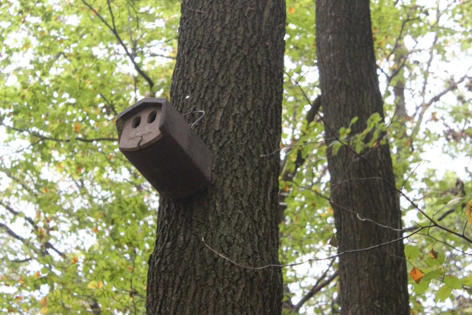 Nistkästen im Dillinger Wald (2022) Auf der Darstellung ist ein Nistkasten im Dillinger Wald zu sehen, der als Teil von Ausgleichsmaßnahmen für die Ökosiedlung angebracht wurde.
