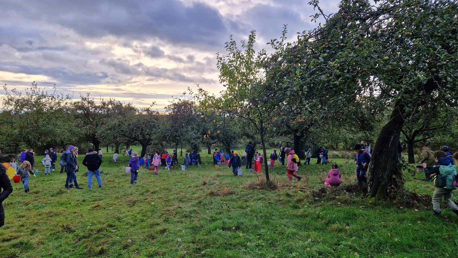 „Apfeltag 2024“ Auf der Darstellung sind Grundschulkinder beim Sammeln von Äpfeln zu sehen.